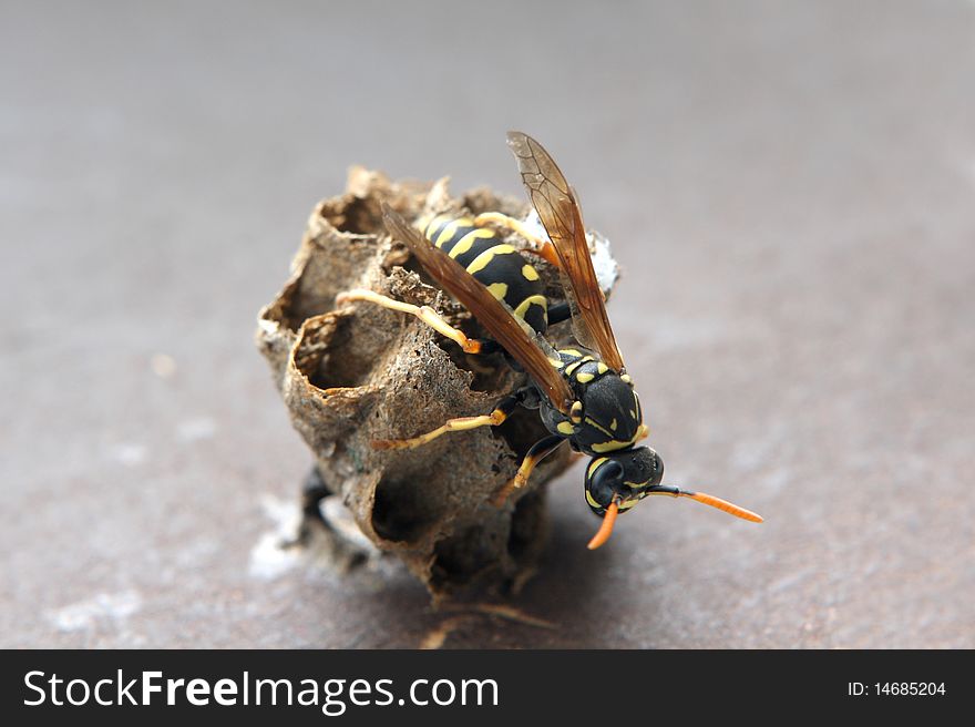 The wild wasp builds a nest of the round form. The wild wasp builds a nest of the round form.