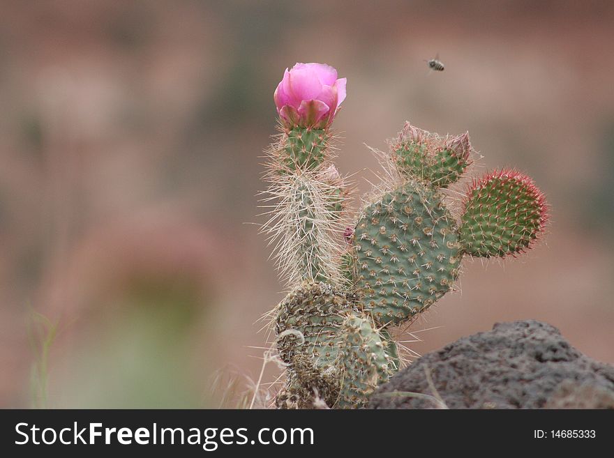 Bumble Bee approaching pink Prickly Pear Cactus in southern Utah. Bumble Bee approaching pink Prickly Pear Cactus in southern Utah