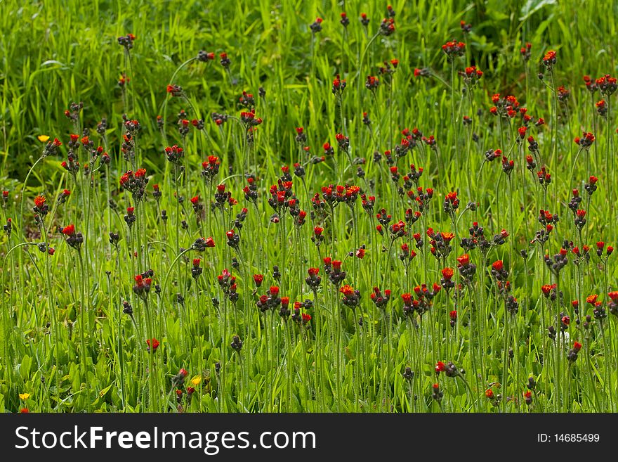 Meadow with orange flowers