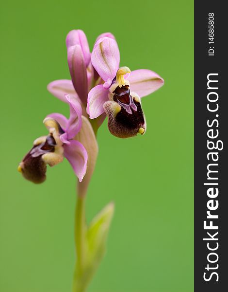 Beautiful orchid from ophrys genus isolated on green background. Beautiful orchid from ophrys genus isolated on green background.