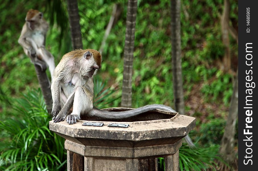 Monkeys search food in the recycle bin