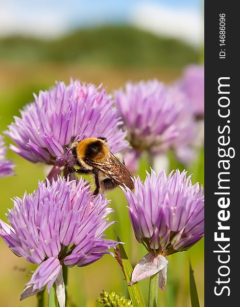 Bumblebee on a purple Flower 1