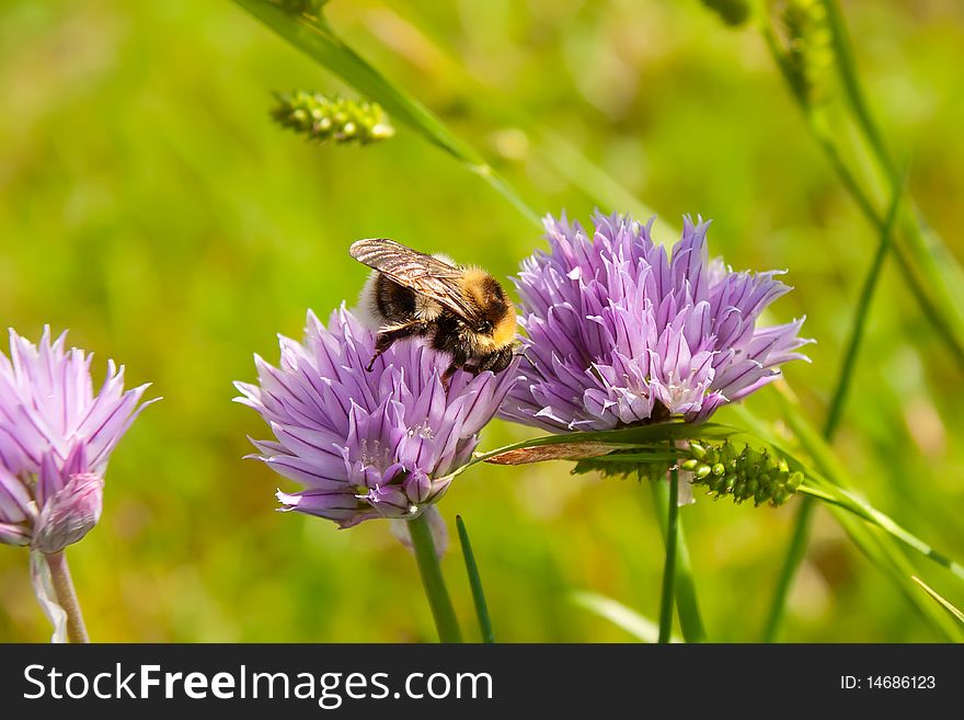 Bumblebee Collect Nectar on a purple Flower 2. Bumblebee Collect Nectar on a purple Flower 2