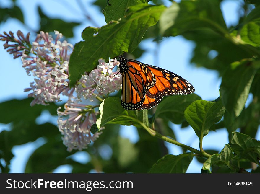 Monarch Butterfly on a Blooming Lilac. Monarch Butterfly on a Blooming Lilac