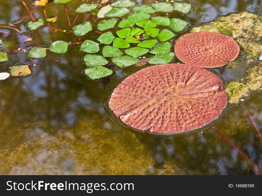 Lotus leafs on the pond at a temple in Chiang Mai. Lotus leafs on the pond at a temple in Chiang Mai