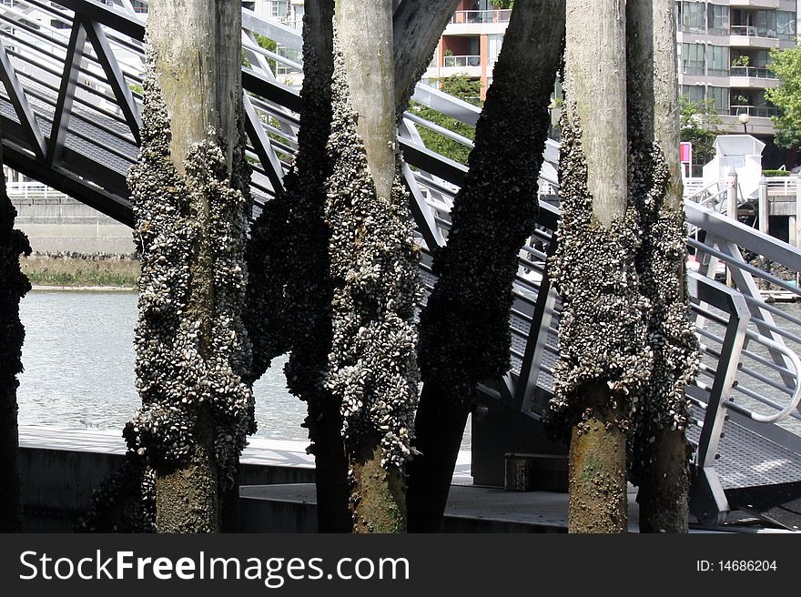 Barnacles on some seaside posts. Barnacles on some seaside posts.