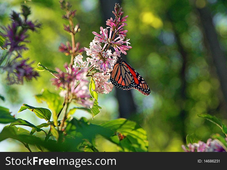 Monarch On Lilac