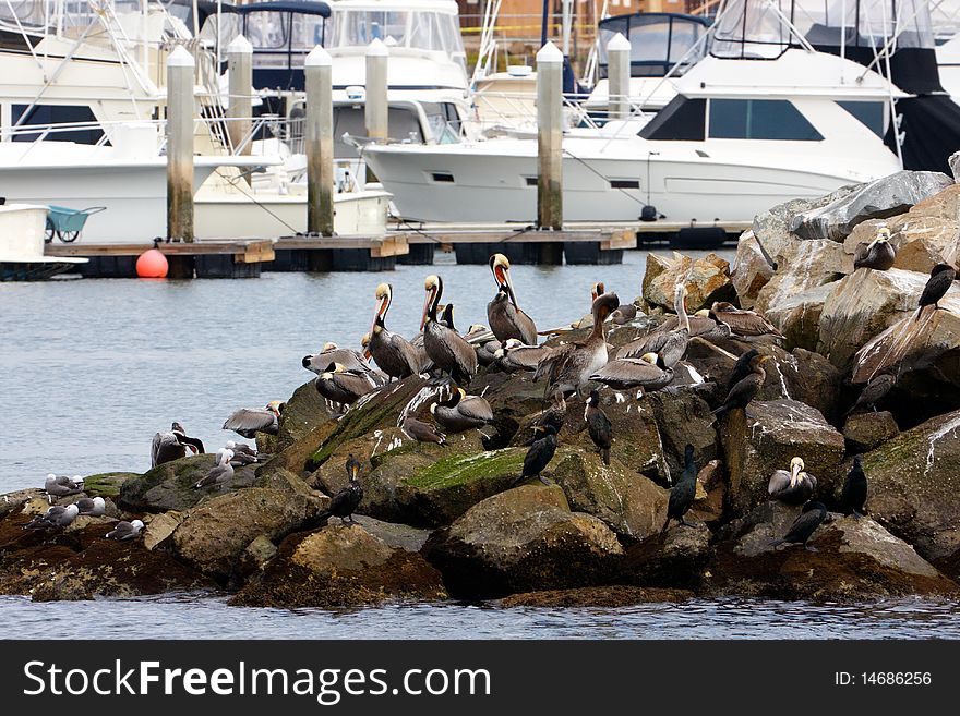 Pelicans standing on a rock with boats as a background