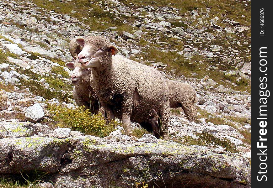 Billy goat in the rock landscape