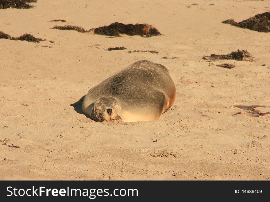 Picture of a seal on a beach