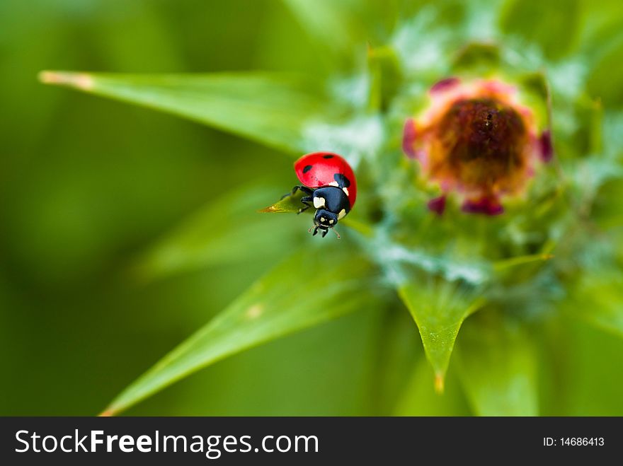 Ledybird on the plant