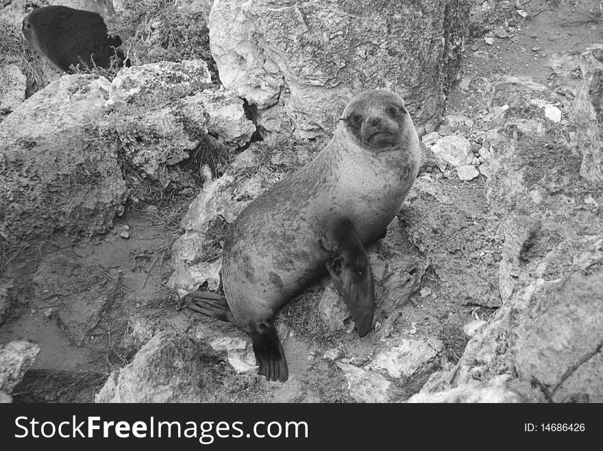 Black and white picture of a seal