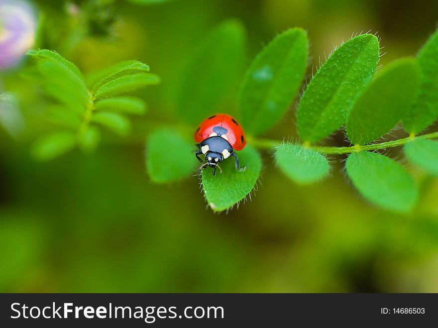 Ledybird on the montain plant. Ledybird on the montain plant