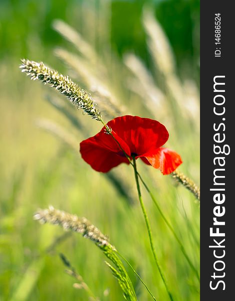 Poppy in the green field.