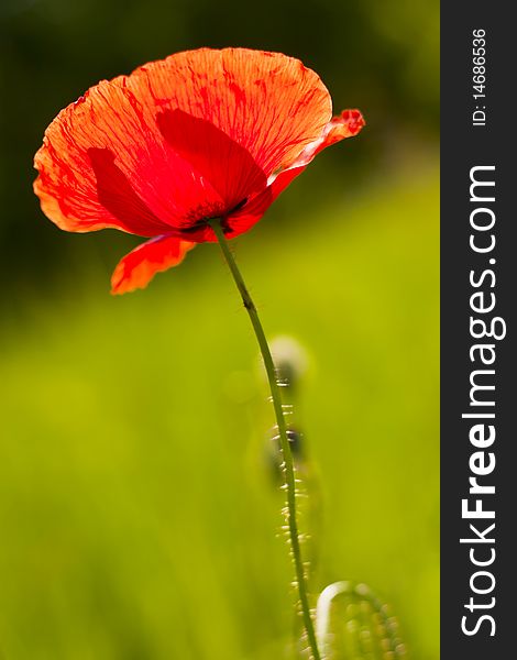 Poppy in the green field.