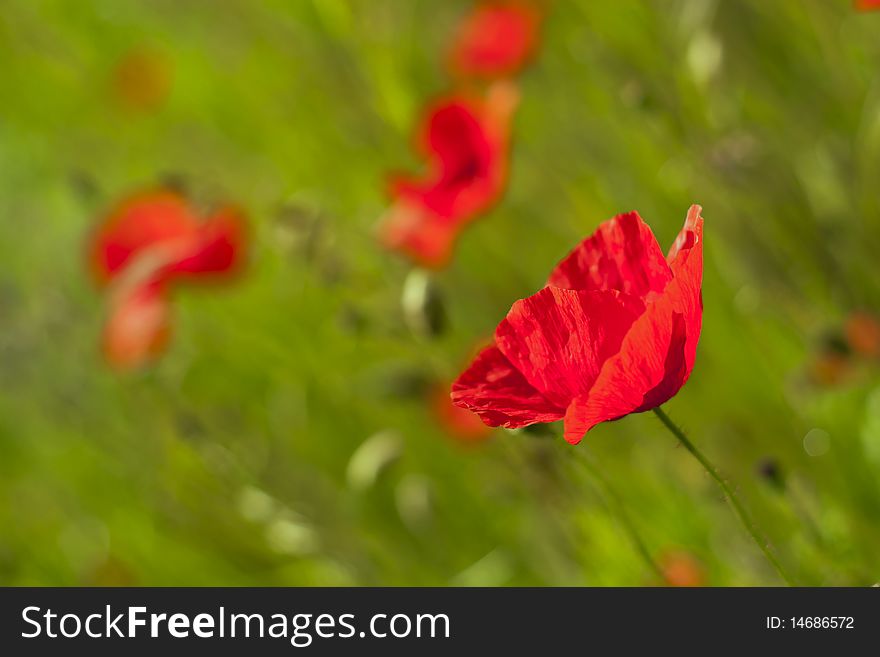 Poppy in the green field.