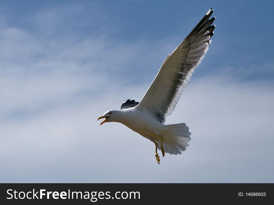 Lesser Black-backed Gull in flight