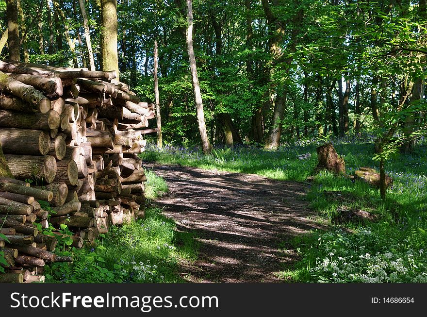 A pile of wood in a woodland glade. A pile of wood in a woodland glade