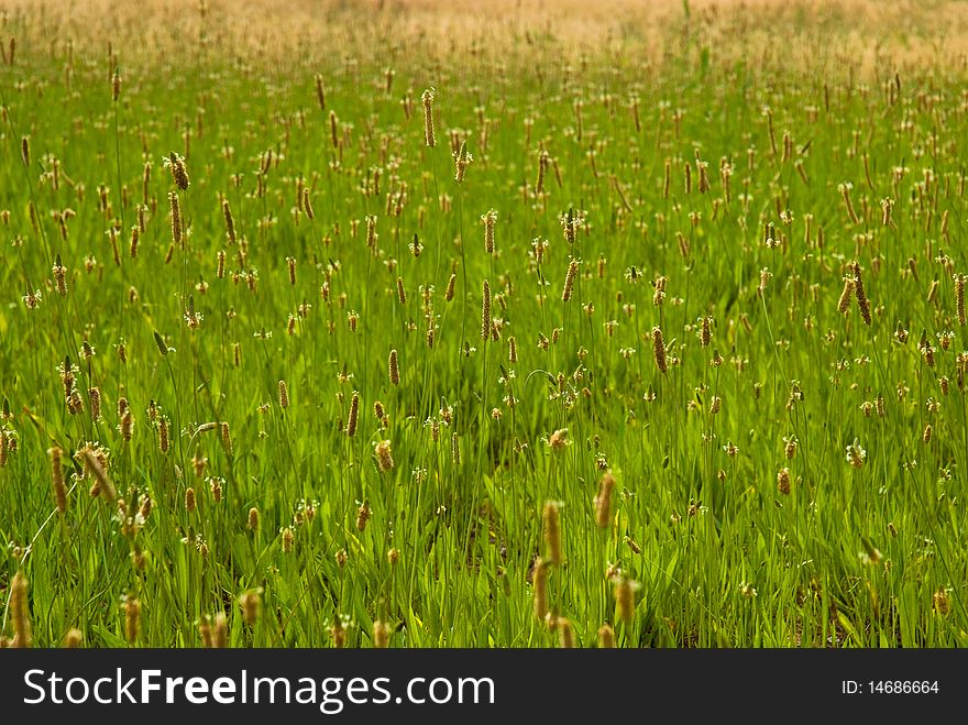 Green view in spring time