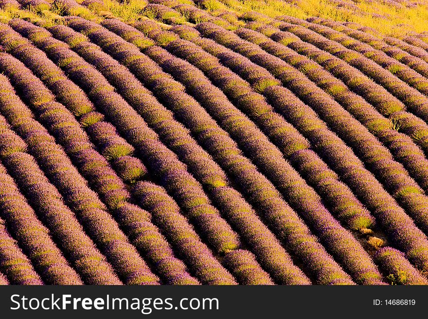 Lavender field in Plateau de Valensole, Provence, France