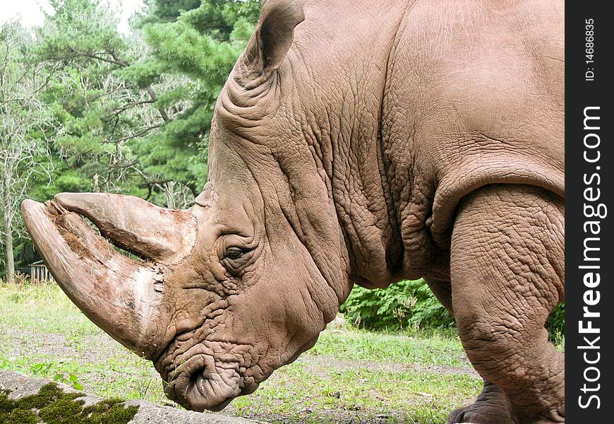 A large old rhino in pine forest. A large old rhino in pine forest