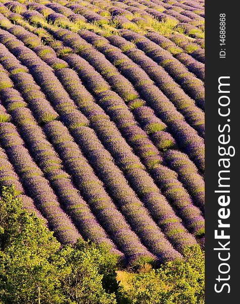 Lavender field in Plateau de Valensole, Provence, France