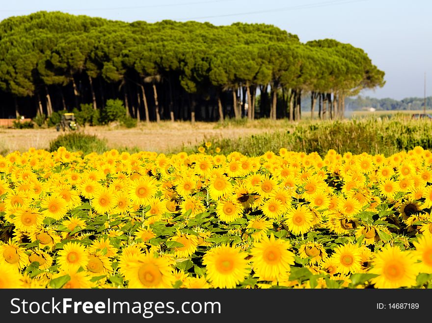 Sunflower field in Zamora Province, Castile and Leon, Spain