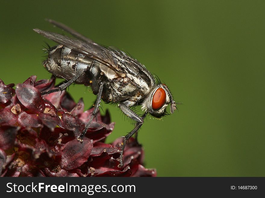 Macro-photography of fly sitting on a red flower. Macro-photography of fly sitting on a red flower.