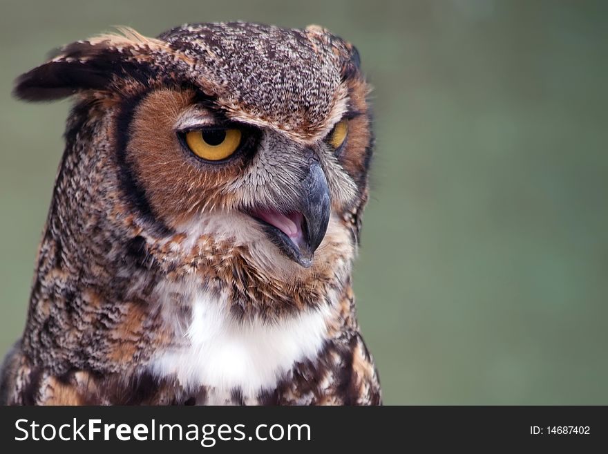 Head of the great horned owl