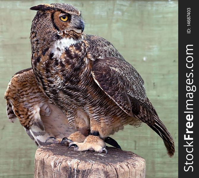 Great Horned Owl sitting on a log