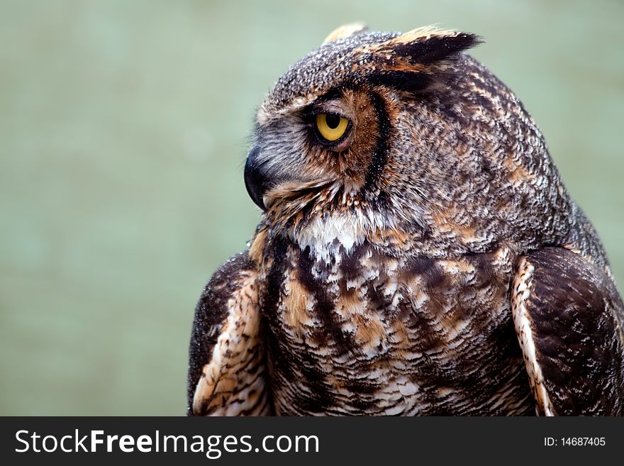Head of the great horned owl