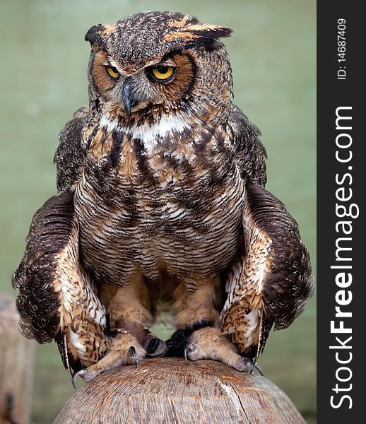 Great Horned Owl sitting on a log