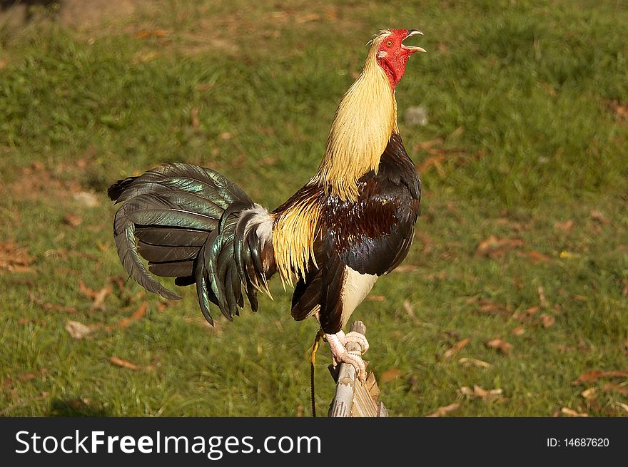 Cock crowing against a green background