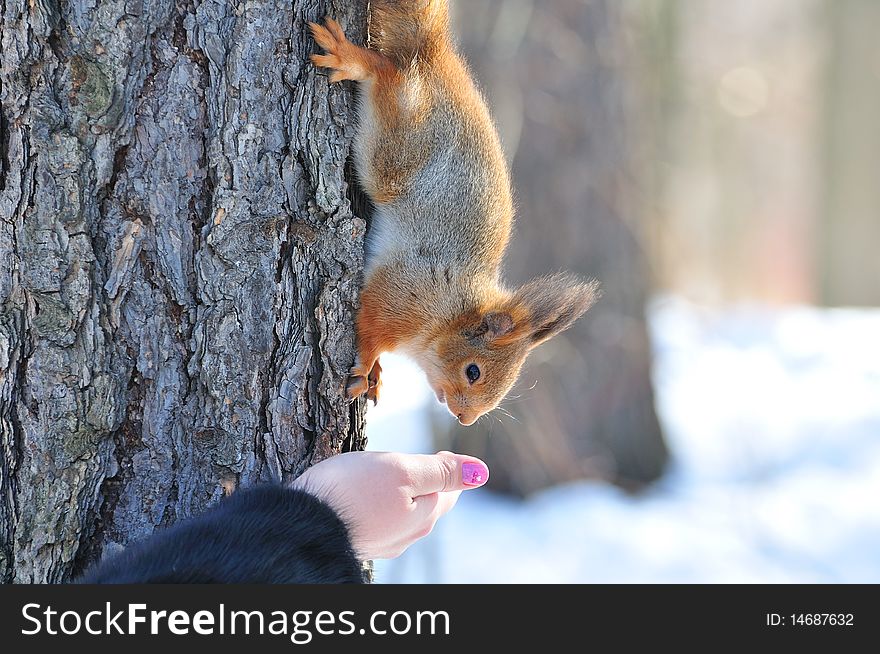 Red squirrel goes down from a tree behind nuts.