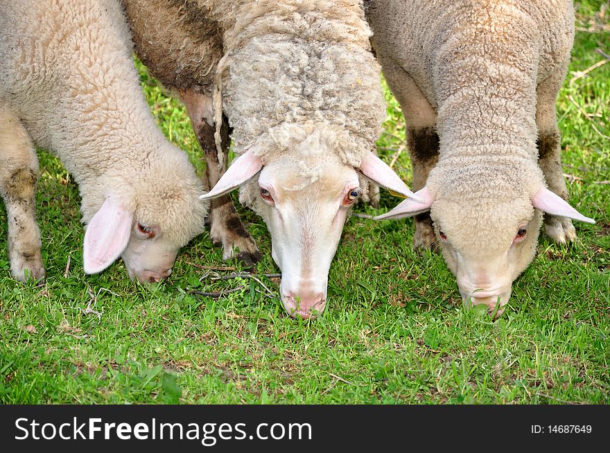 Three sheep graze the green grass. Three sheep graze the green grass