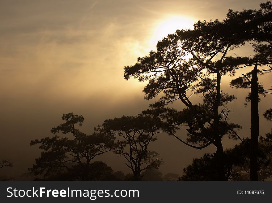 TH sun breaking through the mist behind pine trees. TH sun breaking through the mist behind pine trees