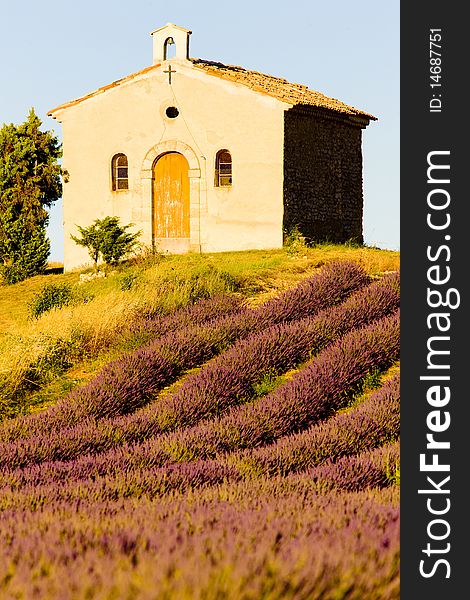 Chapel with lavender field in Plateau de Valensole, Provence, France