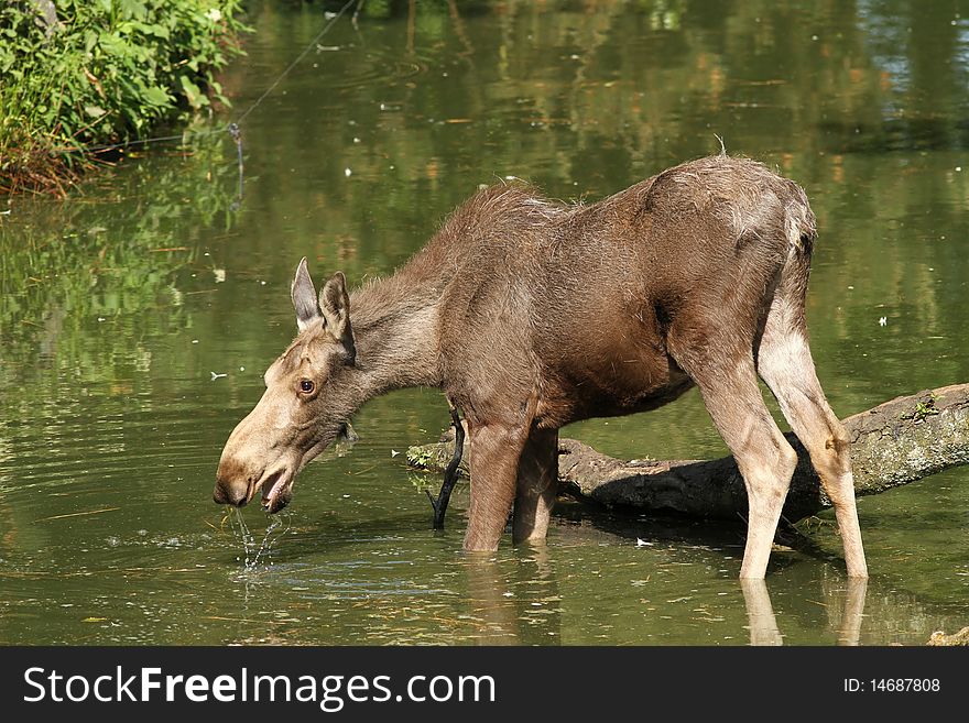 Animals: Moose in the water