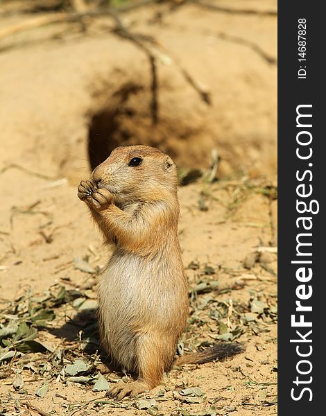Animals: Baby prairie dog standing upright and eating