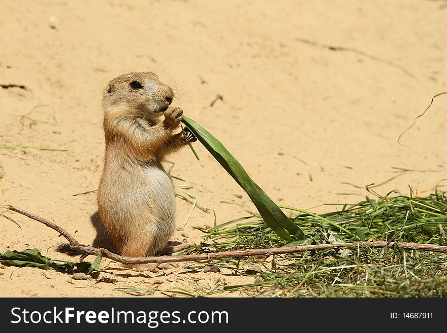 Baby Prairie Dog Eating A Big Piece Of Grass