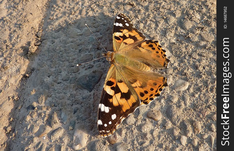 A beautiful Painted Lady is enjoying the sun on a warm pavement. A beautiful Painted Lady is enjoying the sun on a warm pavement.