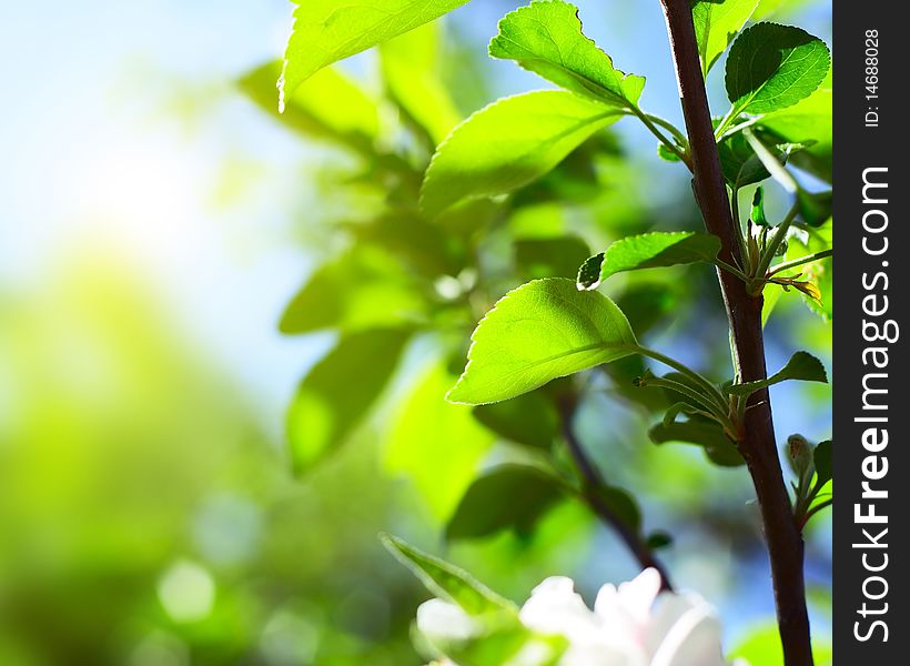 Green tree's leaves on stem in sunny day