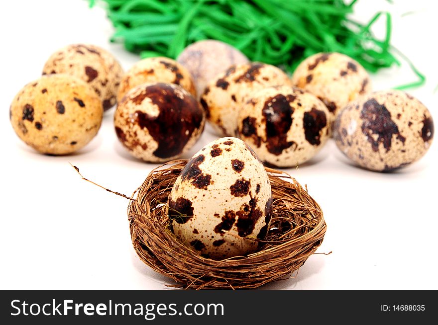 Quail eggs from beautiful colors and co