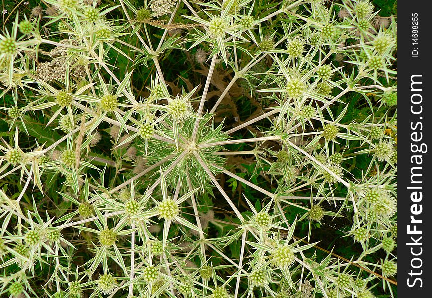 Background of green plants with prickles