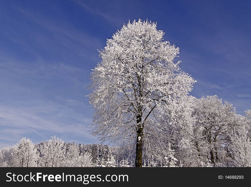 Trees With Hoarfrost In Hilter, Germany