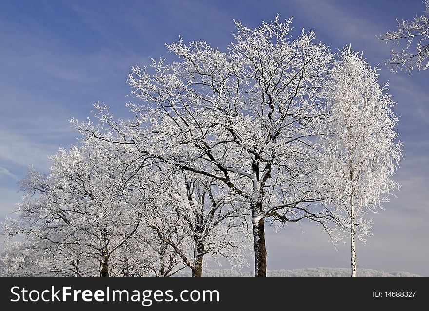 Trees with hoarfrost in winter, Lower Saxony, Germany, Europe. Trees with hoarfrost in winter, Lower Saxony, Germany, Europe