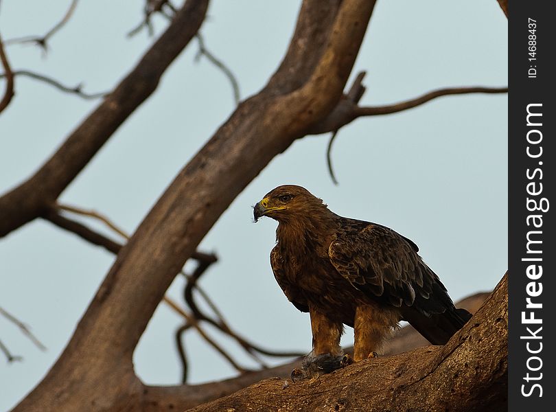 A Tawny Eagle with the remnant of his prey, Tsavo West national park, Kenya. A Tawny Eagle with the remnant of his prey, Tsavo West national park, Kenya.