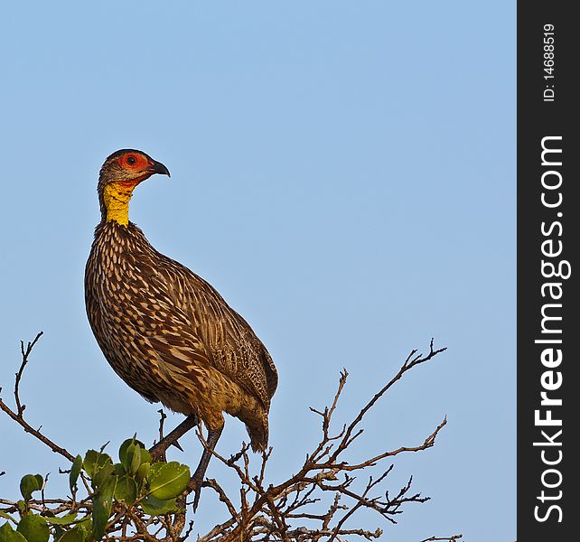 A Yellow Necked Spur Fowl perching on top of a bush at Tsavo West national park, Kenya.