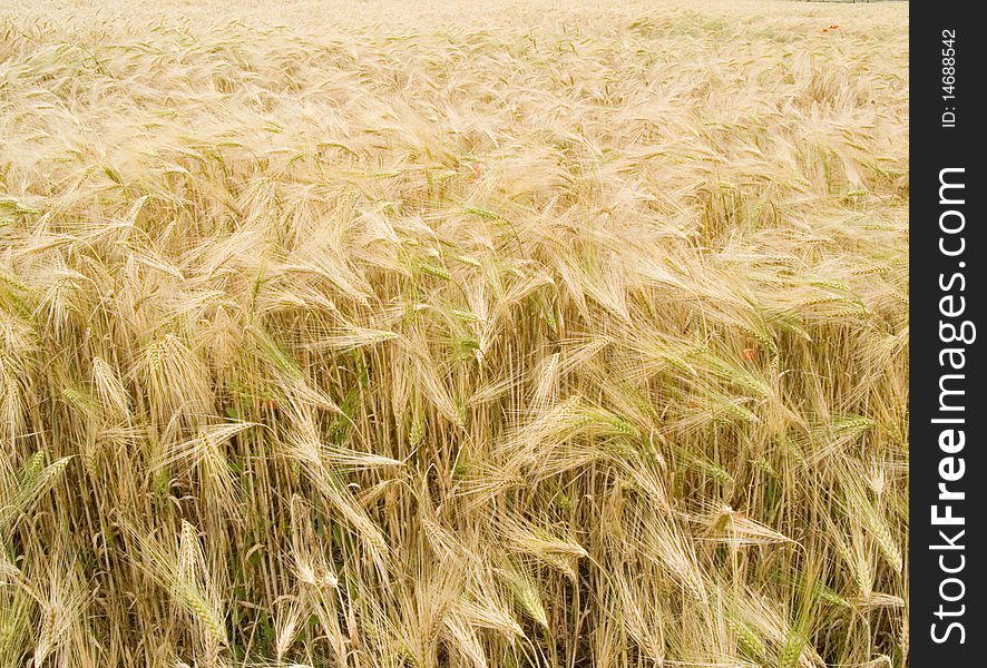The field with ripened wheat can be used as a structure or a background. The field with ripened wheat can be used as a structure or a background