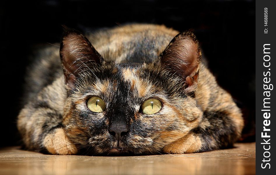 Brindled cat laying on floor with head between paws.